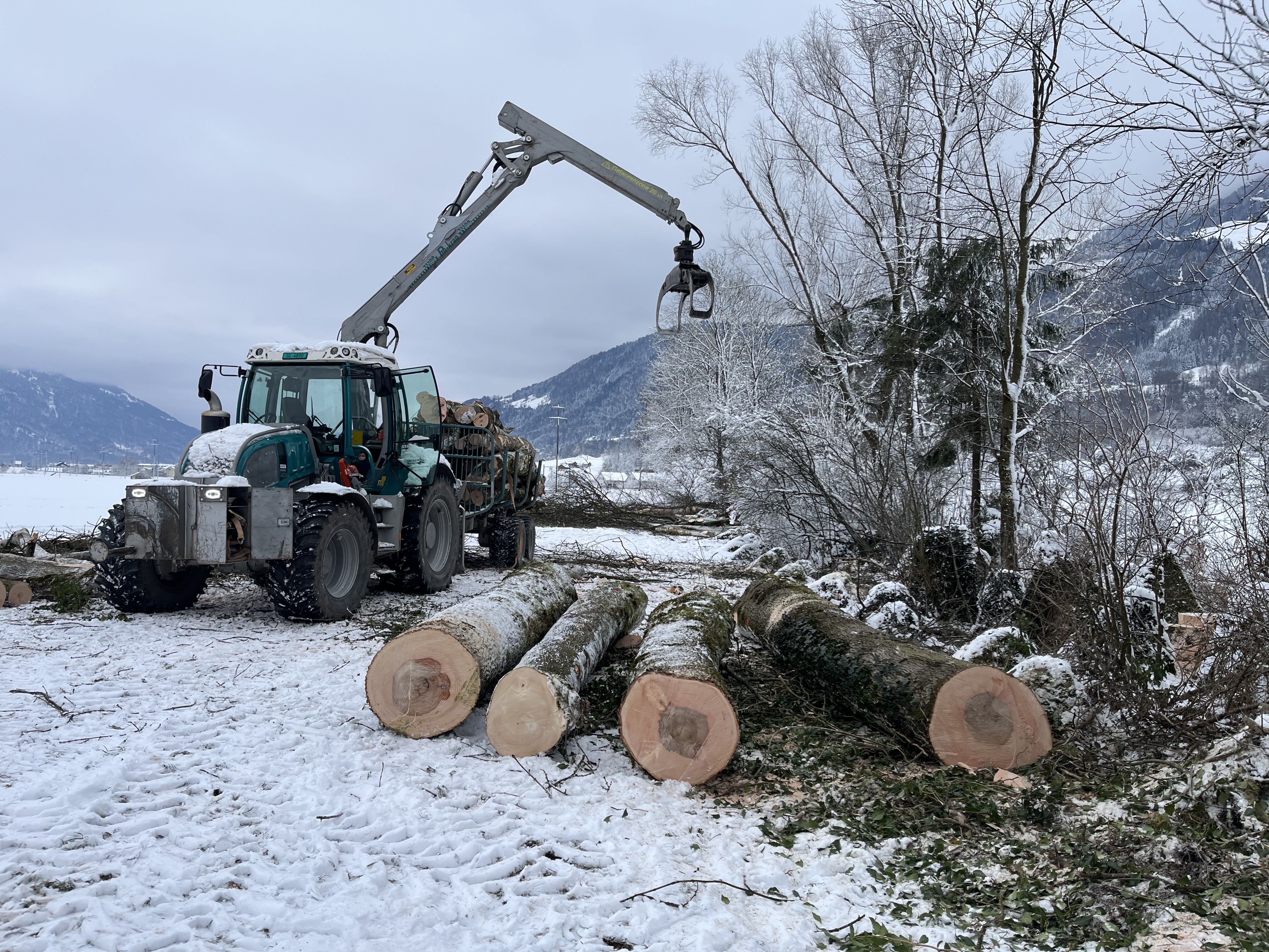 Holzschlag Panzersperre